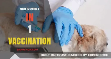 Canine 5-in-1 Vaccination: Essential Protection for Your Dog's Health