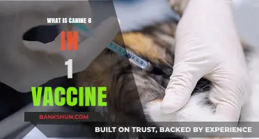 Understanding the Canine 6-in-1 Vaccine: Essential Protection for Your Dog