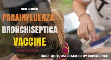Understanding the Canine Parainfluenza-Bordetella Bronchiseptica Vaccine: A Comprehensive Guide