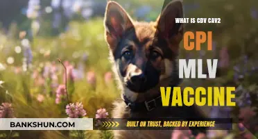 Understanding CDV, CAV-2, CPI, MLV: A Comprehensive Vaccine Guide