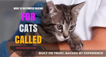 Understanding the Feline Distemper Vaccine: Name, Purpose, and Importance