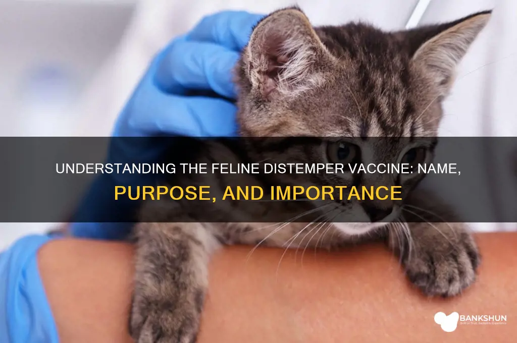 what is distemper vaccine for cats called