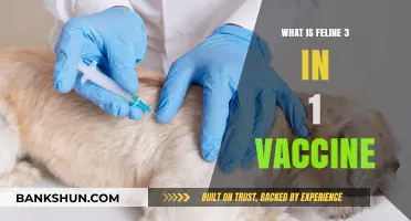Understanding the Feline 3-in-1 Vaccine: Benefits and Importance
