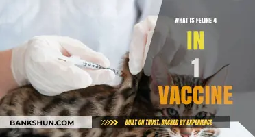 Understanding the Feline 4-in-1 Vaccine: Benefits and Importance