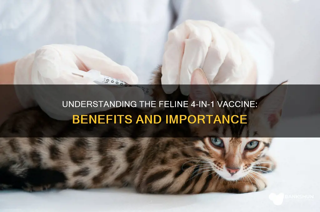 what is feline 4 in 1 vaccine