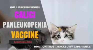 Understanding the Feline Rhinotracheitis Calici Panleukopenia Vaccine: A Comprehensive Guide