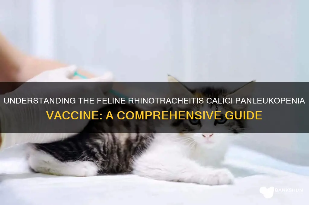 what is feline rhinotracheitis calici panleukopenia vaccine