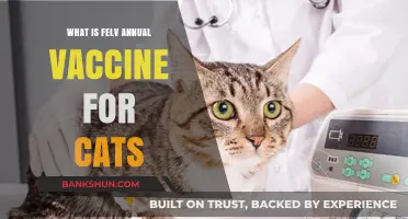 Understanding the Importance of Annual FeLV Vaccines for Cats
