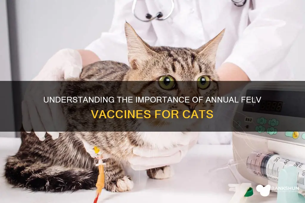 what is felv annual vaccine for cats