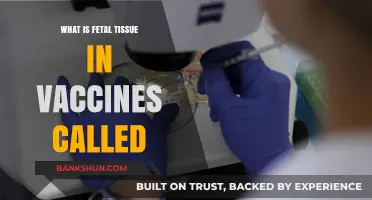 Understanding Fetal Tissue Use in Vaccines: Debunking Myths and Misconceptions