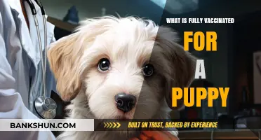 Understanding Puppy Vaccination: What Does Fully Vaccinated Really Mean?