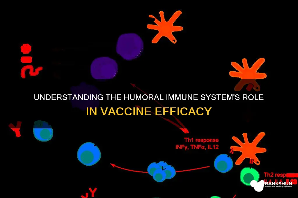 what is humoral immune system iin vaccines