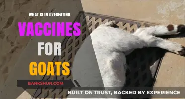 Understanding Overeating Vaccines: Essential Goat Health and Nutrition Insights