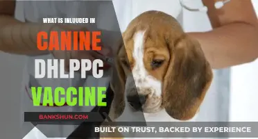 Canine DHLPPC Vaccine: Essential Components and Their Importance Explained