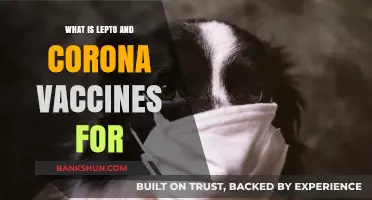 Understanding Lepto and Corona Vaccines: Purpose, Benefits, and Importance