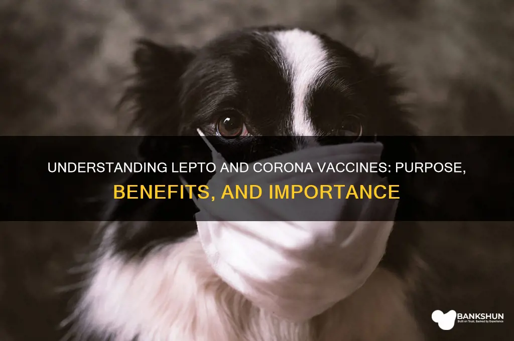 what is lepto and corona vaccines for