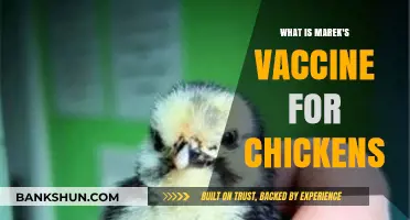 Understanding Marek's Vaccine: Essential Protection for Chicken Health and Farms