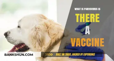 Understanding Parvovirus: Symptoms, Risks, and Available Vaccine Options