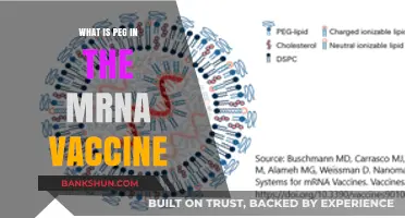Understanding PEG in mRNA Vaccines: Role, Safety, and Importance