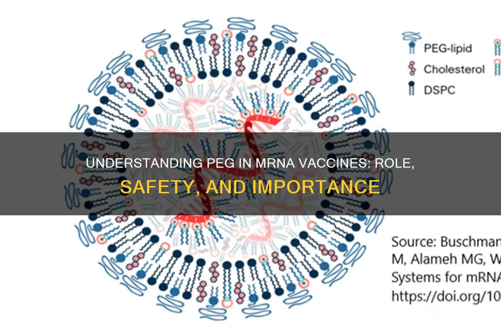 what is peg in the mrna vaccine