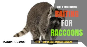 Rabies Vaccine Baiting for Raccoons: Protecting Wildlife and Communities