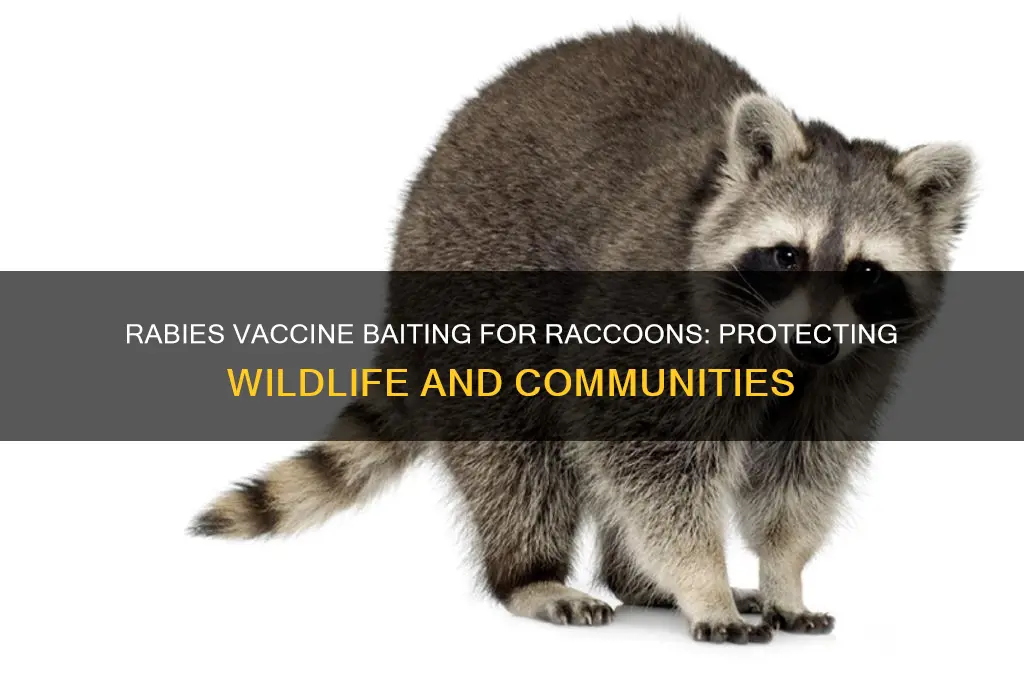 what is rabies vaccine baiting for raccoons