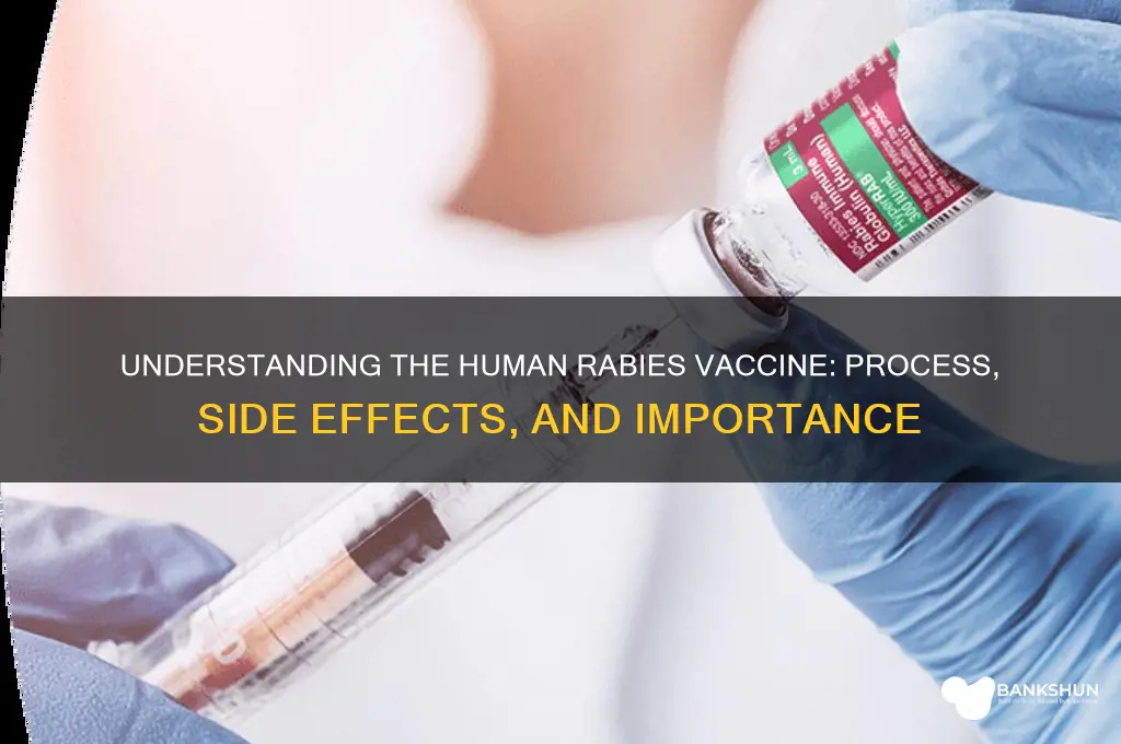 what is rabies vaccine like for humans
