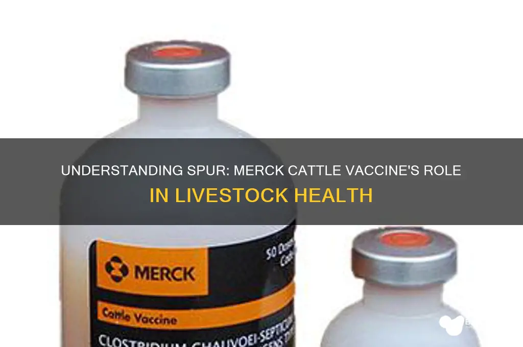what is spur in merck cattle vaccine