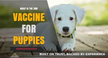 Essential Puppy Vaccination Schedule: Understanding the Second Vaccine for Puppies