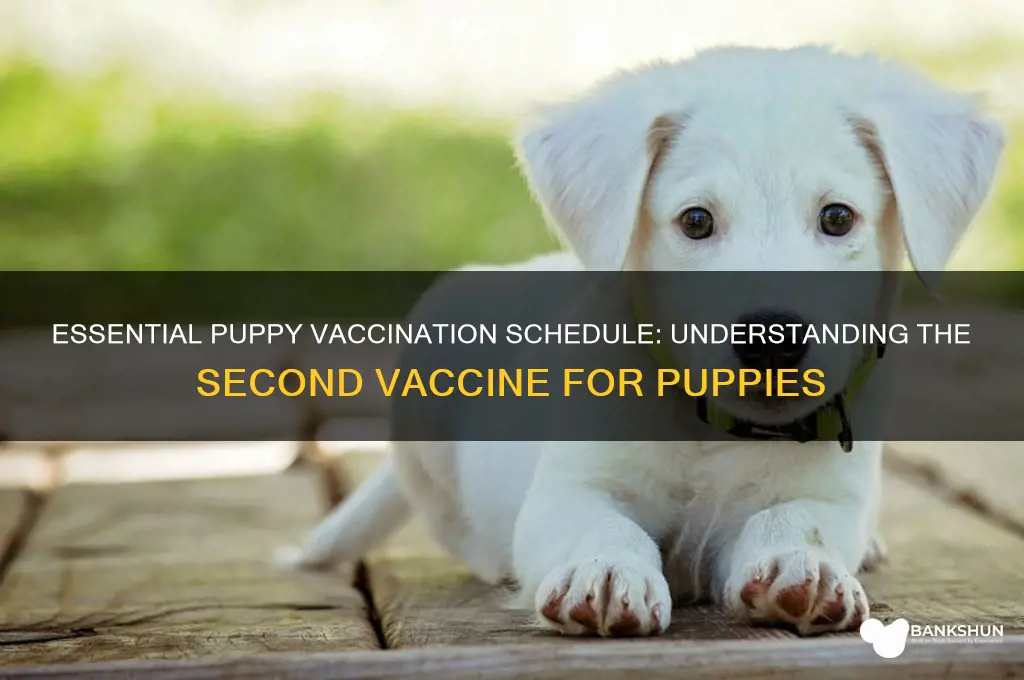 what is the 2nd vaccine for puppies