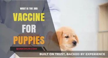 Understanding the Third Puppy Vaccine: Essential Protection for Your Pup