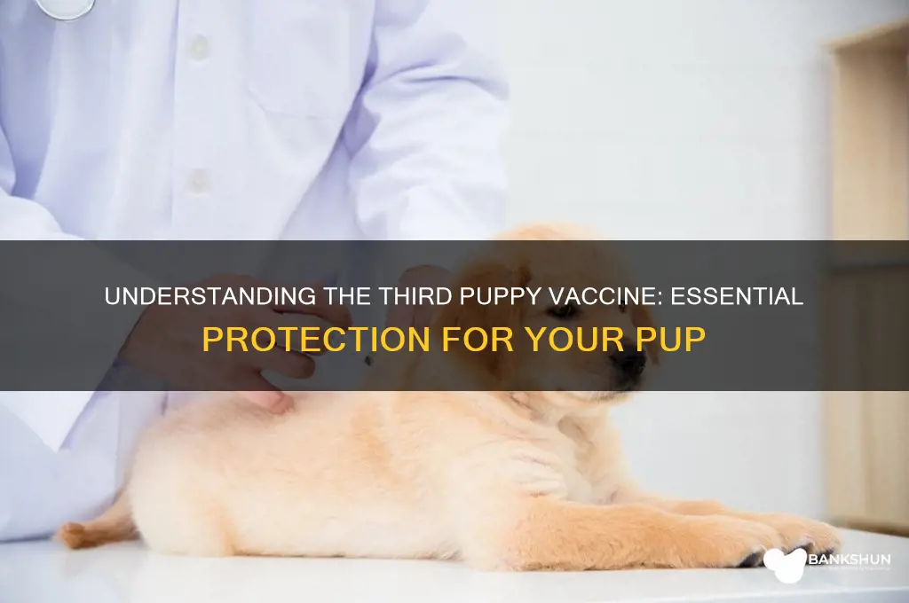 what is the 3rd vaccine for puppies
