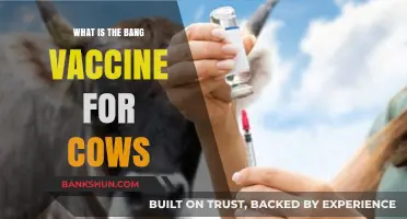 Understanding the Bang Vaccine: Essential Protection for Cattle Health