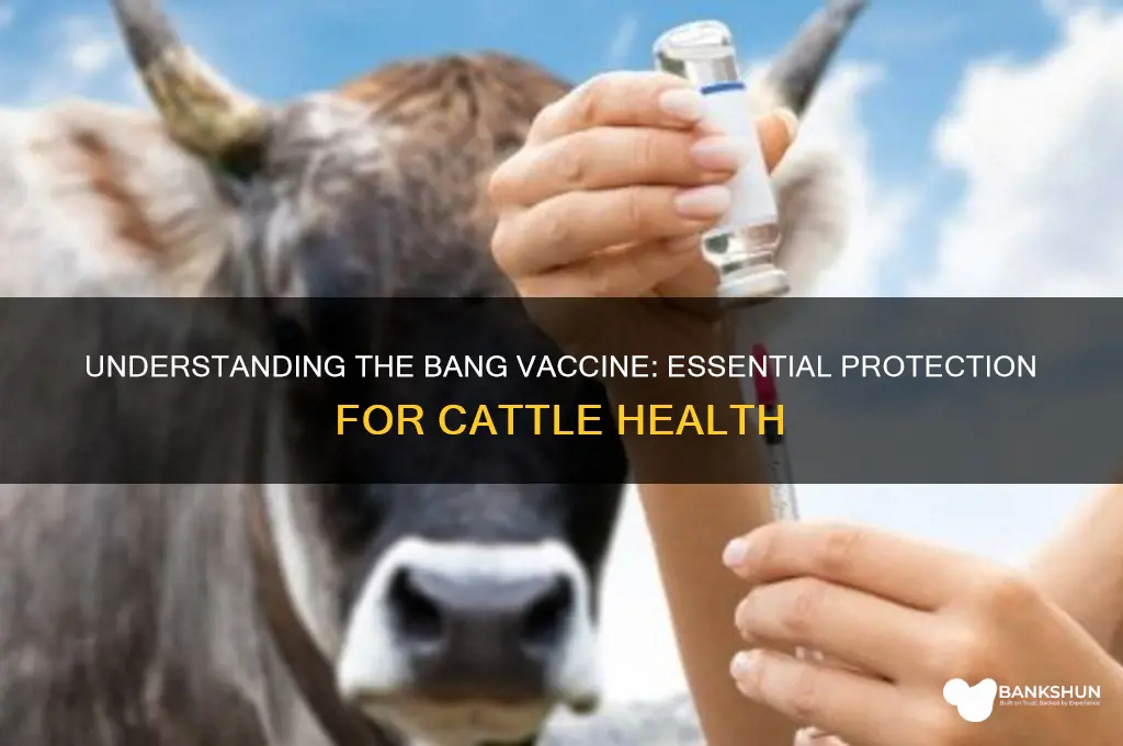 what is the bang vaccine for cows