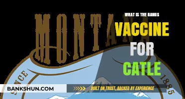 Understanding the Bangs Vaccine: Protecting Cattle from Brucellosis