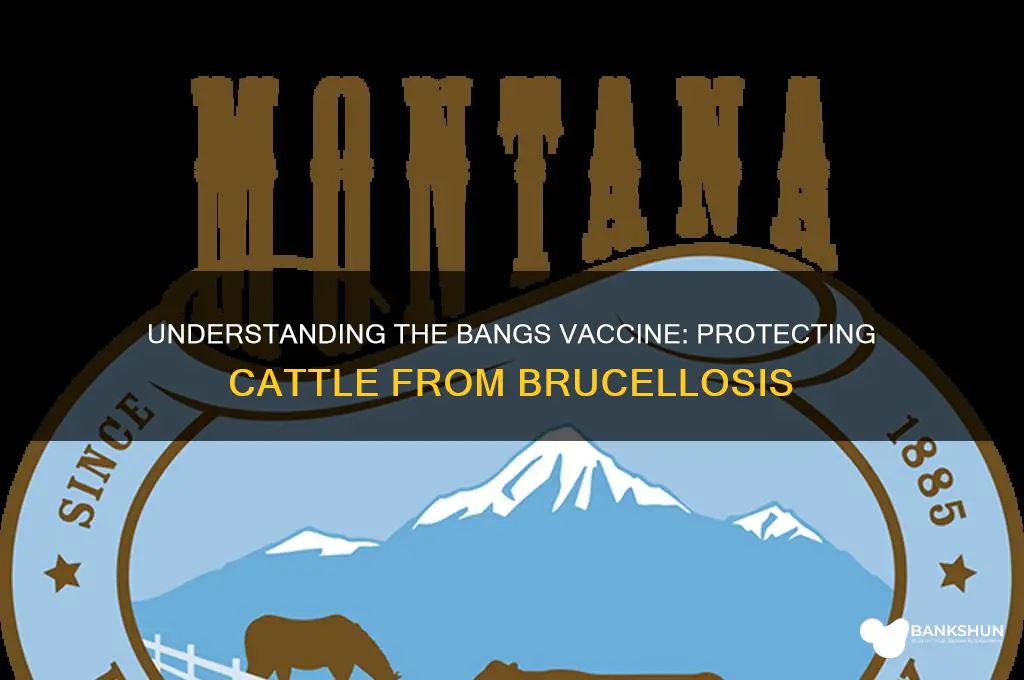 what is the bangs vaccine for catle