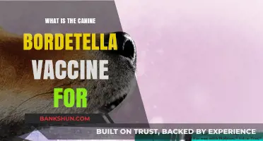 Understanding the Canine Bordetella Vaccine: Purpose and Importance for Dogs