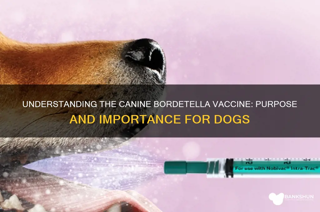 what is the canine bordetella vaccine for