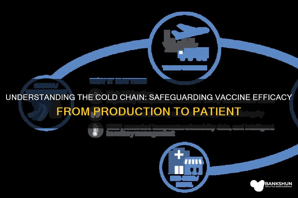 what is the cold chain for vaccines