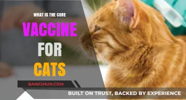 Essential Feline Vaccines: Understanding Core Immunizations for Cats