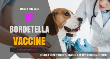 Understanding the Cost of Bordetella Vaccine for Your Pet