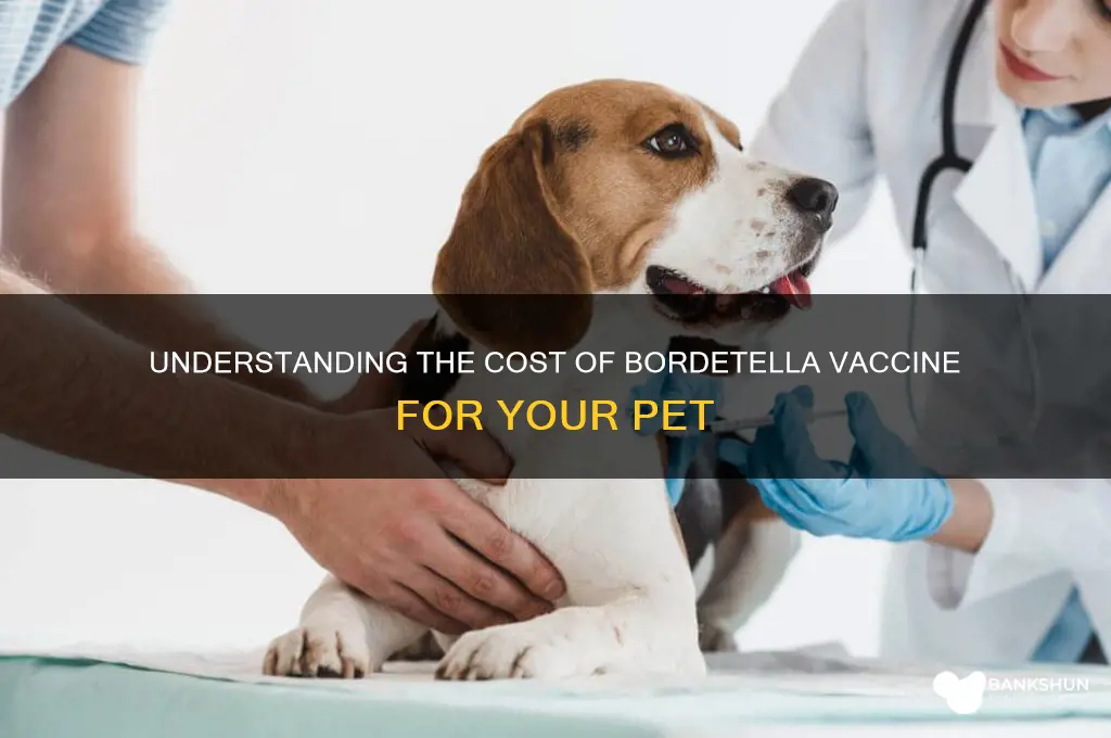 what is the cost of bordetella vaccine
