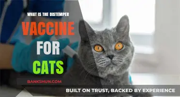 Understanding the Importance of the Distemper Vaccine for Cats