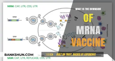 Exploring Potential Risks and Concerns of mRNA Vaccines: What to Know