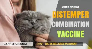 Understanding Feline Distemper: The Combination Vaccine Explained