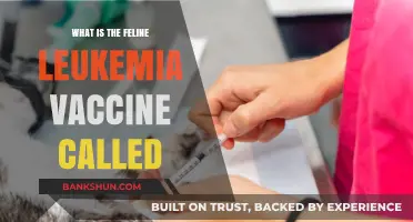 Understanding the Feline Leukemia Vaccine: Name, Purpose, and Importance