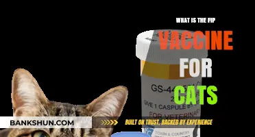 Understanding the FIP Vaccine: Protecting Your Cat's Health