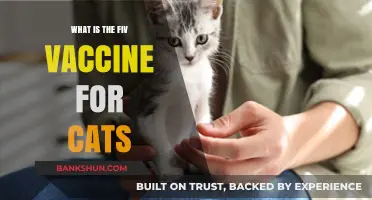 Understanding the FIV Vaccine: Protecting Your Cat's Health