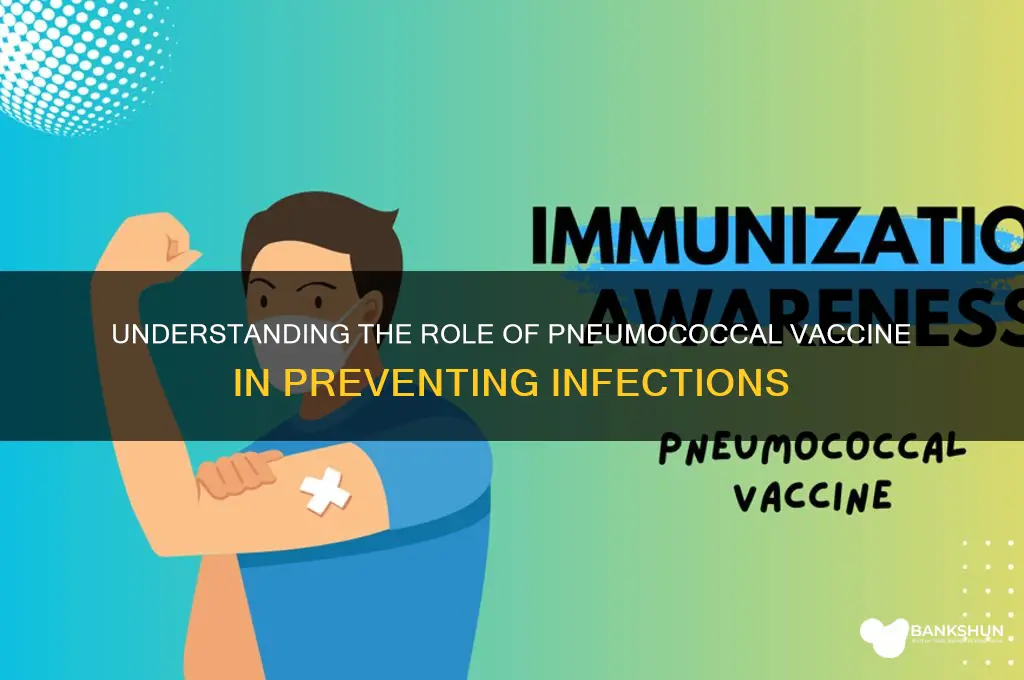 what is the function of pneumococcal vaccine