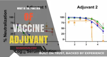 Understanding Vaccine Adjuvants: Enhancing Immune Response for Better Protection